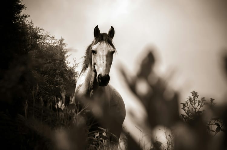 Horse