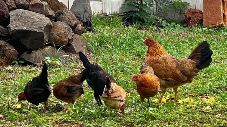 Six Insights for 2026 🐣